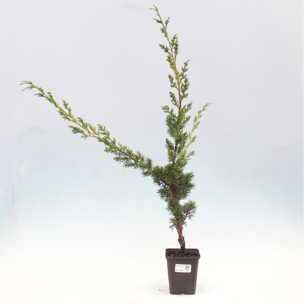 Venkovní bonsai - Juniperus chinensis Kishu -Jalovec čínský