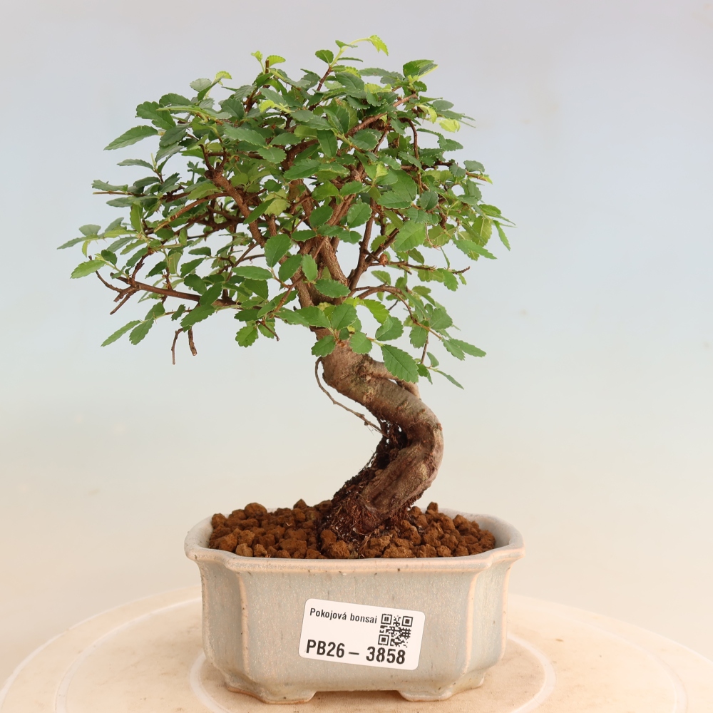 Pokojová bonsai - Ulmus parvifolia - Malolistý jilm