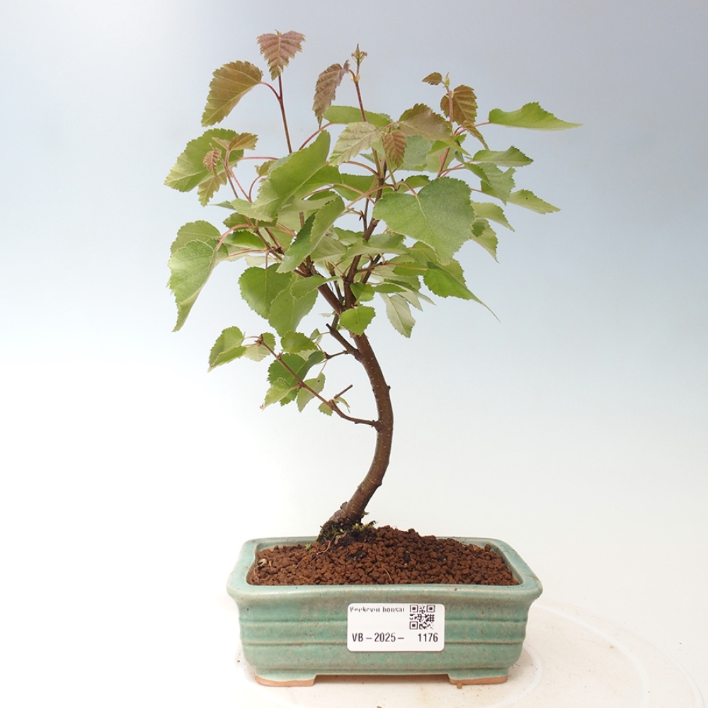 Venkovní bonsai - bříza trpasličí - Betula NANA Treasure
