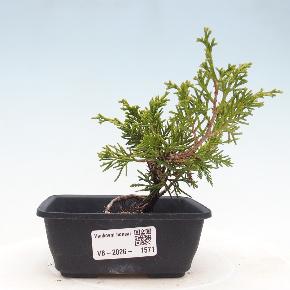 Venkovní bonsai - Juniperus chinensis Itoigawa -Jalovec čínský