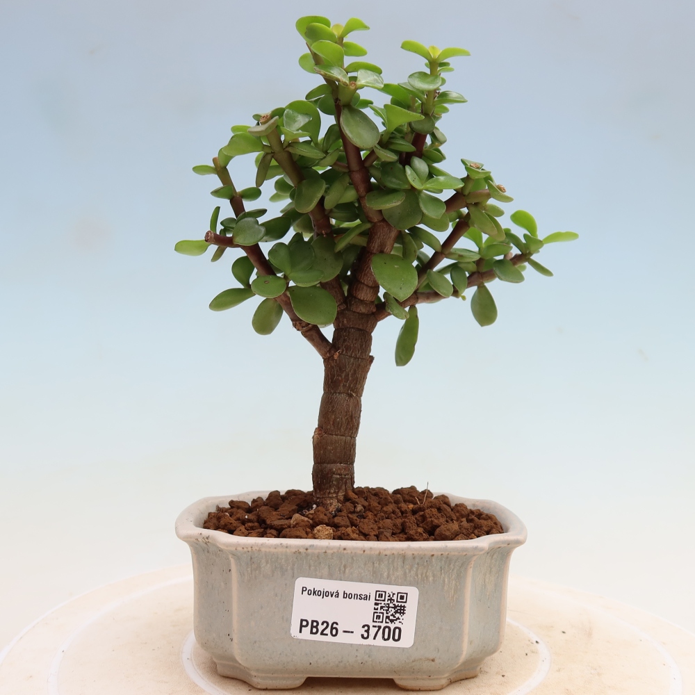 Pokojová bonsai - Portulakaria Afra - Tlustice