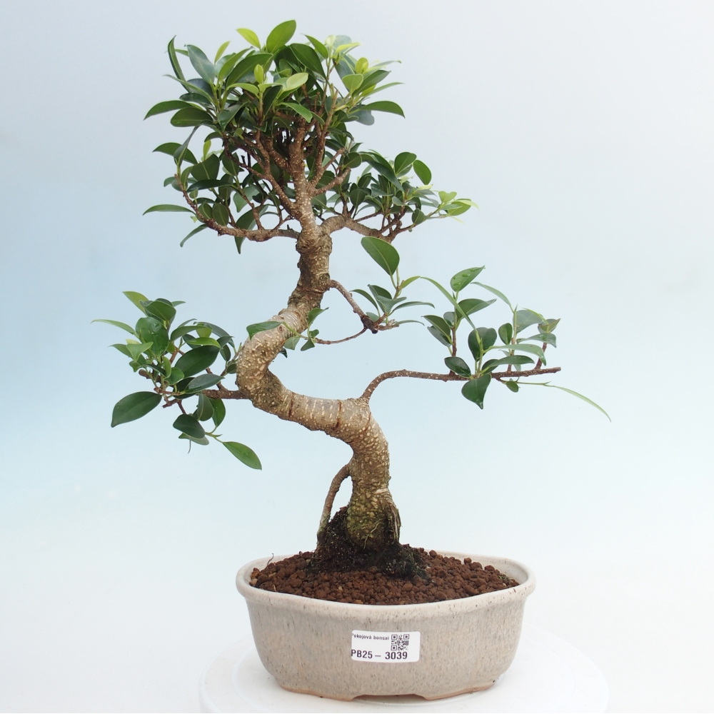Pokojová bonsai - Ficus retusa -  malolistý fíkus