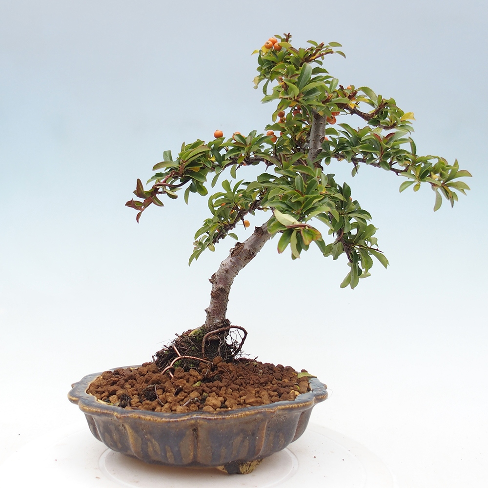 Venkovní bonsai-Pyracanta Teton -Hlohyně