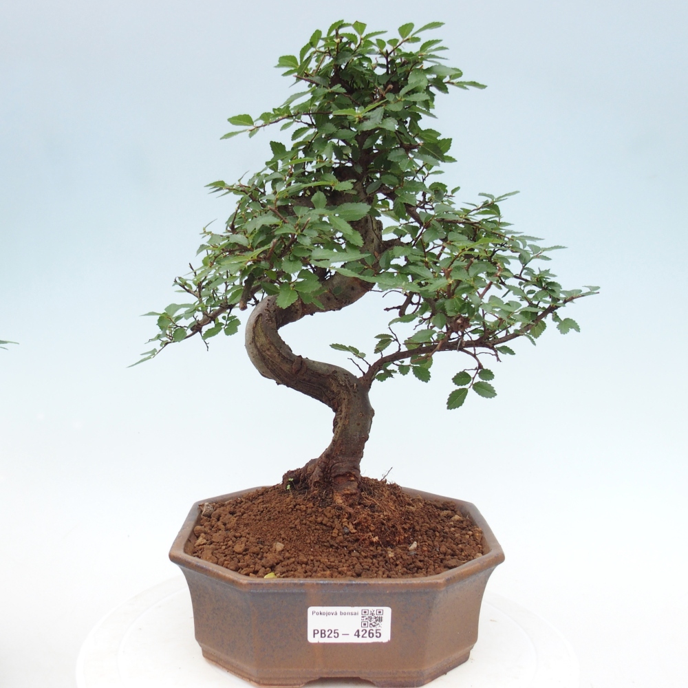 Pokojová bonsai - Ulmus parvifolia - Malolistý jilm