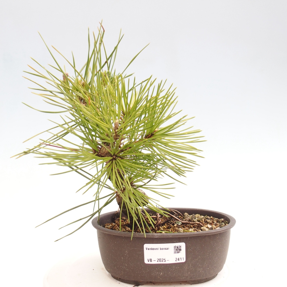 Venkovní bonsai - Pinus thunbergii - Borovice thunbergova
