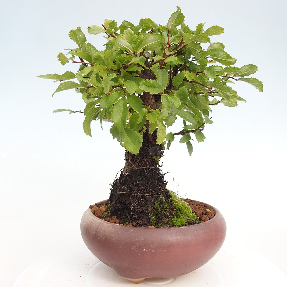 Venkovní bonsai - Zelkova - Zelkova NIRE