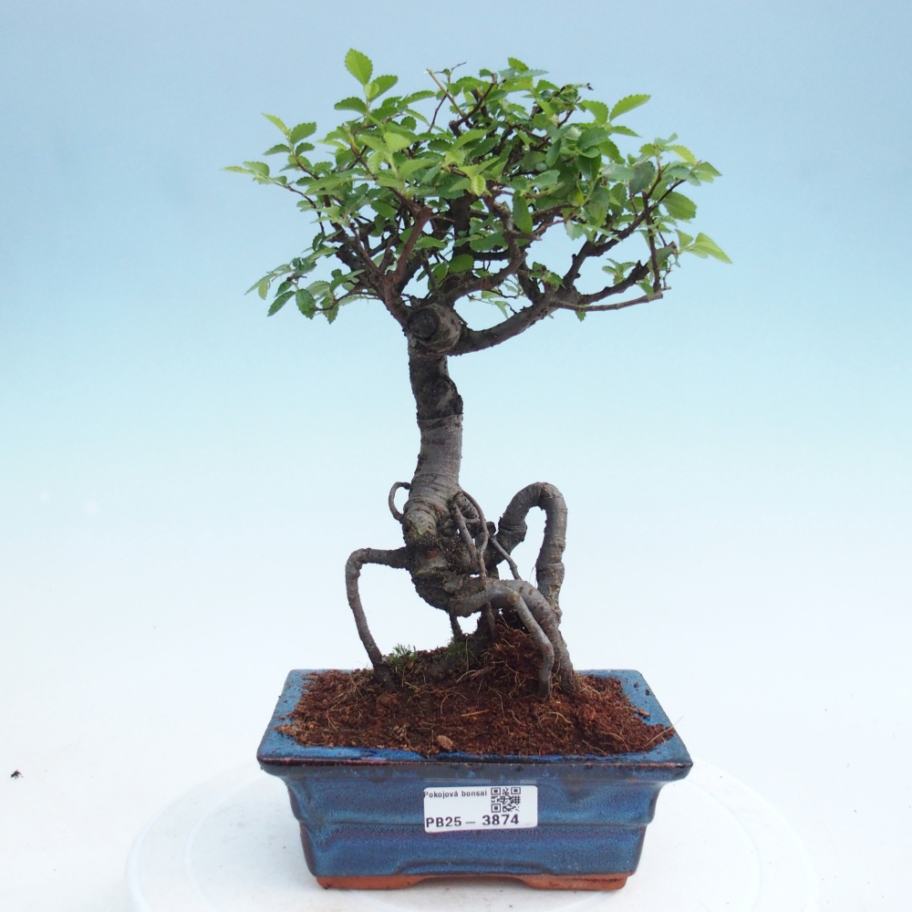 Pokojová bonsai - Ulmus parvifolia - Malolistý jilm