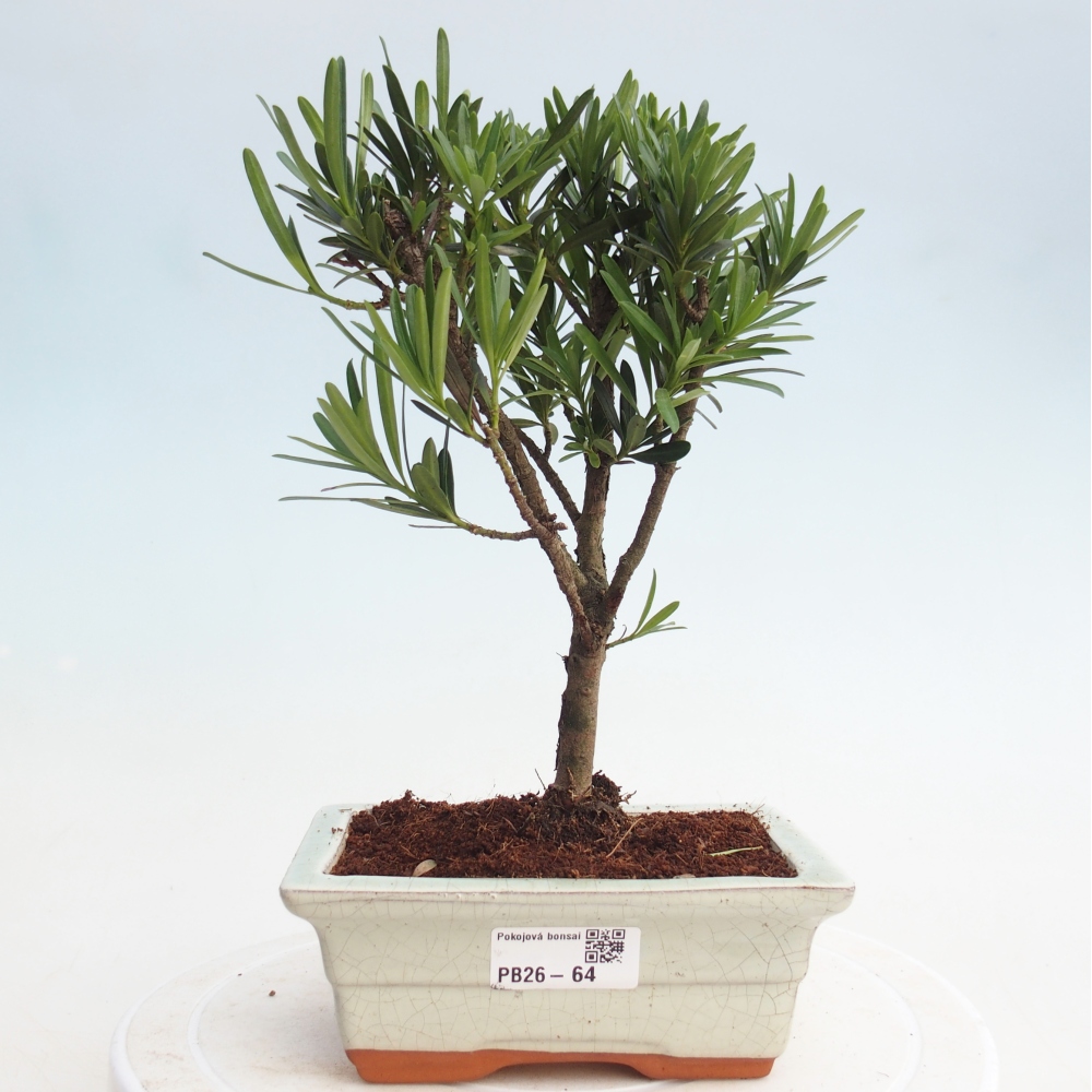 Pokojová bonsai - Podocarpus - Kamenný tis