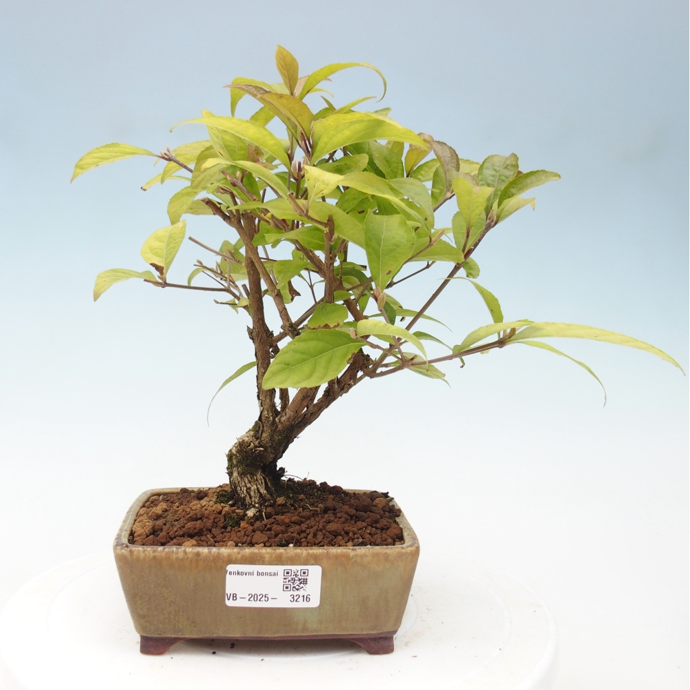 Venkovní bonsai - krásnoplodka - Callicarpa japonica