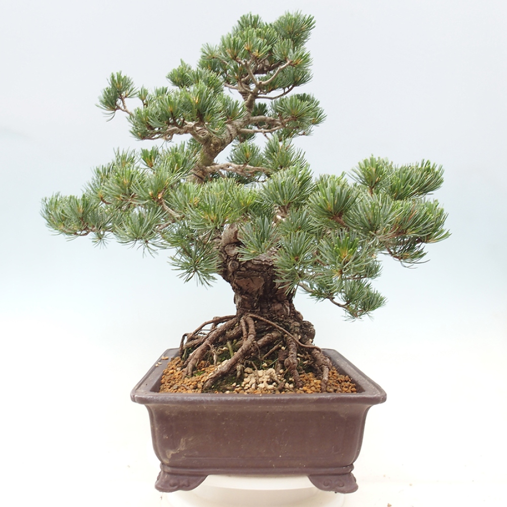 Venkovní bonsai - Pinus parviflora - Borovice drobnokvětá