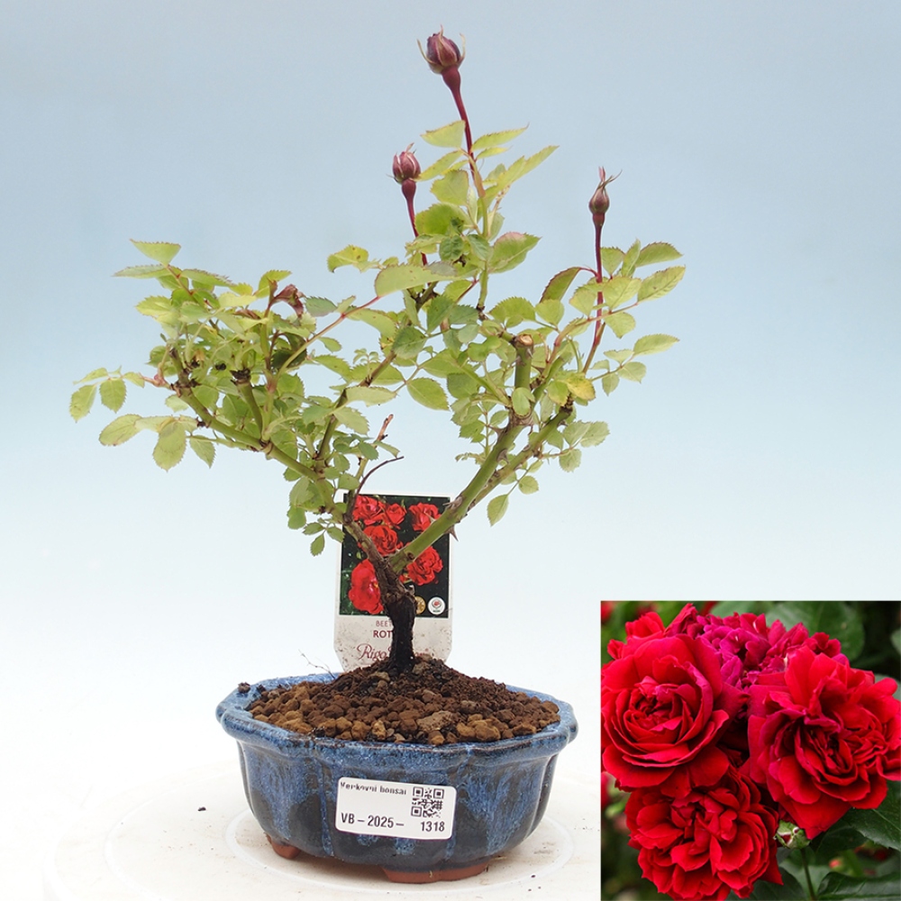 Venkovní bonsai - Rosa Kordes -  růže