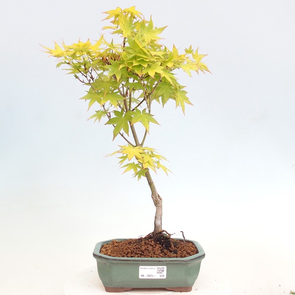 Venkovní bonsai - Acer palmatum Aureum - Javor dlanitolistý zlatý