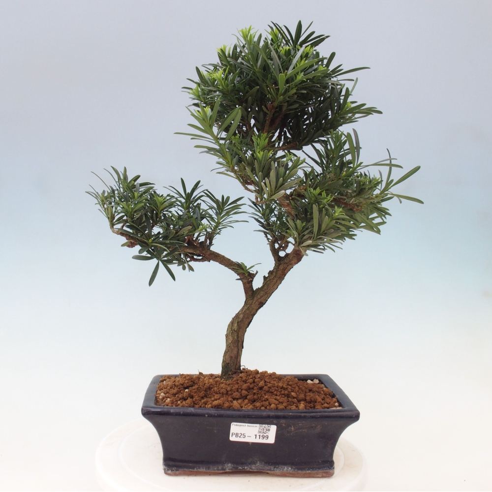 Pokojová bonsai - Podocarpus - Kamenný tis