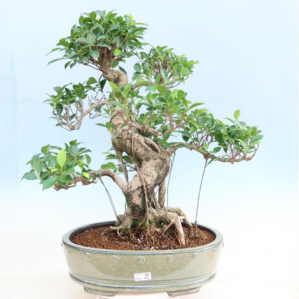 Pokojová bonsai - Ficus kimmen -  malolistý fíkus