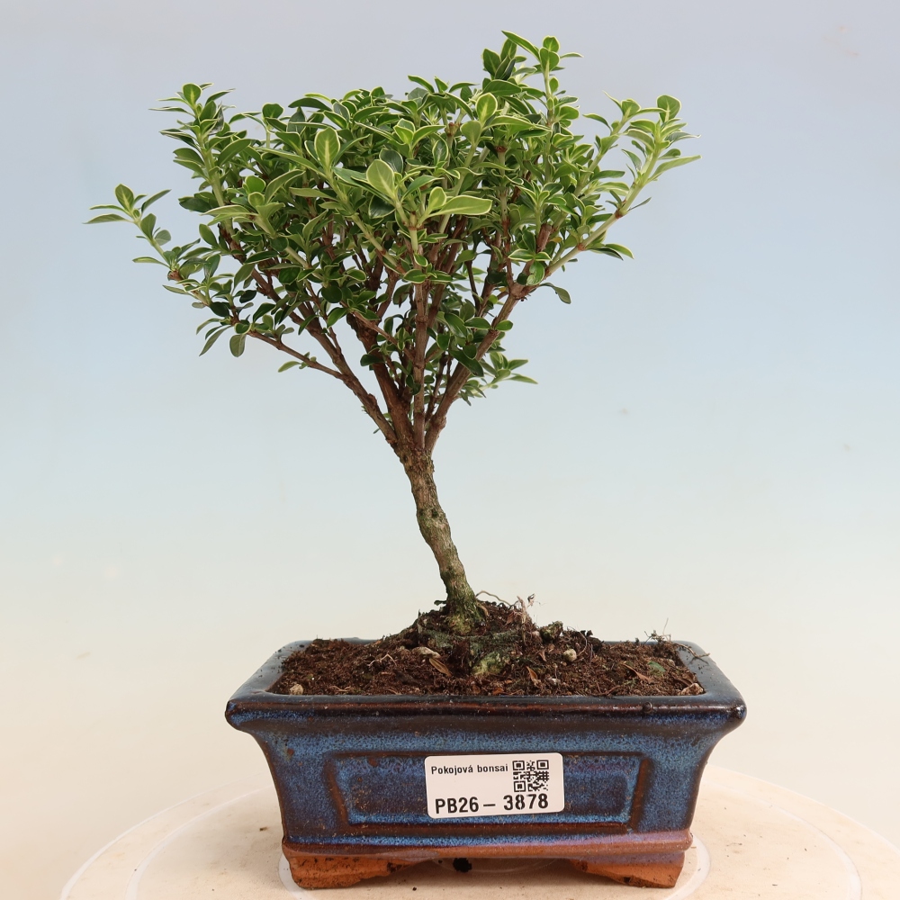 Pokojová bonsai - Serissa foetida Variegata - Strom tisíce hvězd