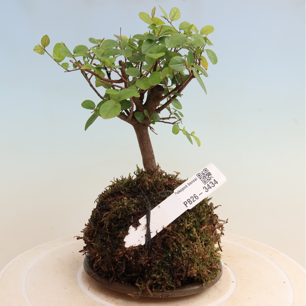 Kokedama s podmiskou - Sagerécie thea - Sagerécie thea