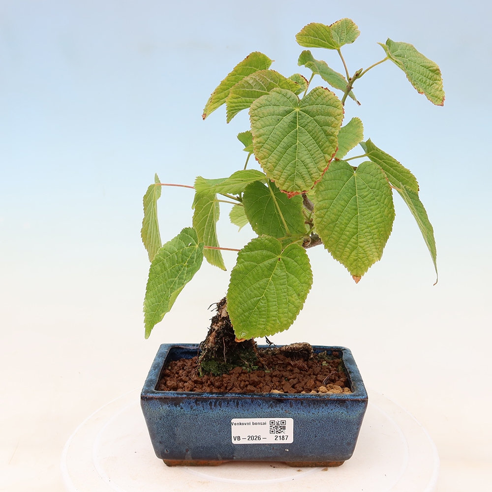 Venkovní bonsai - Lípa srdčitá - Tilia cordata