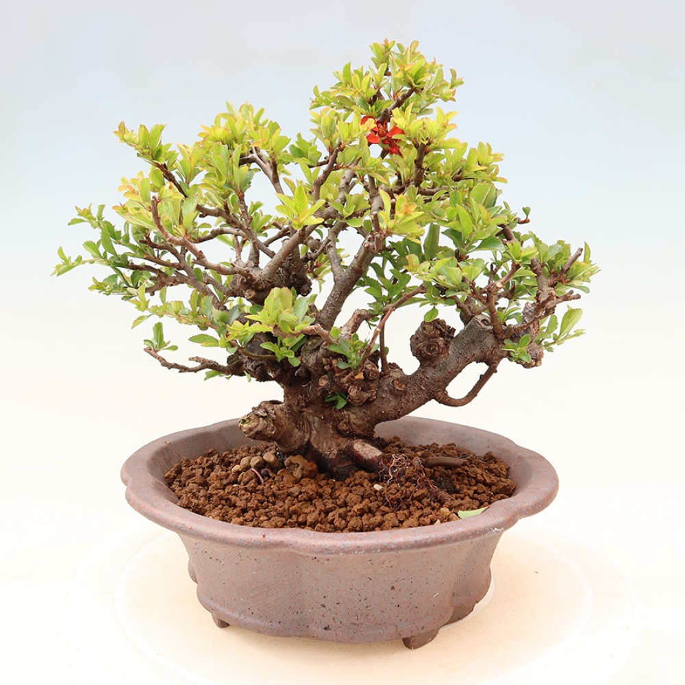 Venkovní  bonsai -  Chaneomeles speciosa Chojubai - Kdoulovec ozdobný