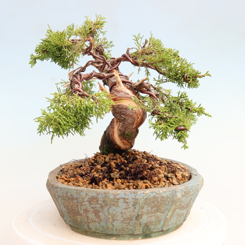 Venkovní bonsai - Juniperus chinensis Itoigawa-Jalovec čínský