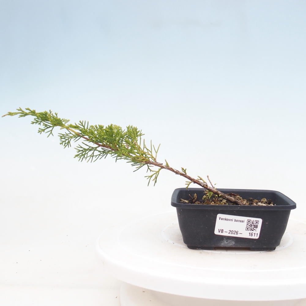 Venkovní bonsai - Juniperus chinensis Itoigawa -Jalovec čínský