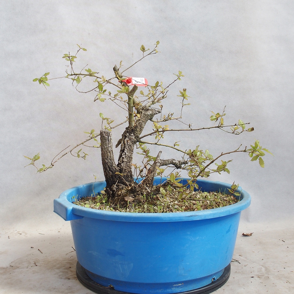 Venkovní bonsai Quercus Cerris - Dub Cer