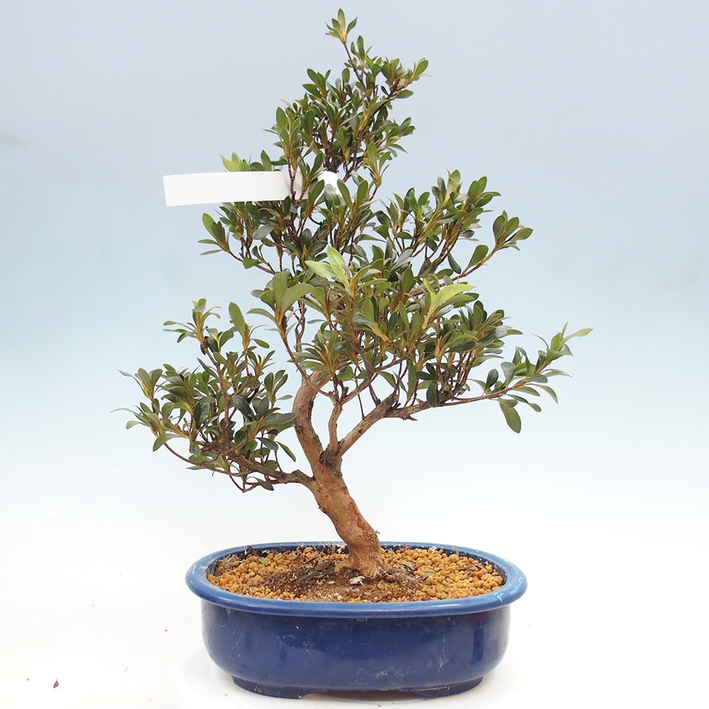 Venkovní bonsai - Japonská azalka - Azalea HANABIN