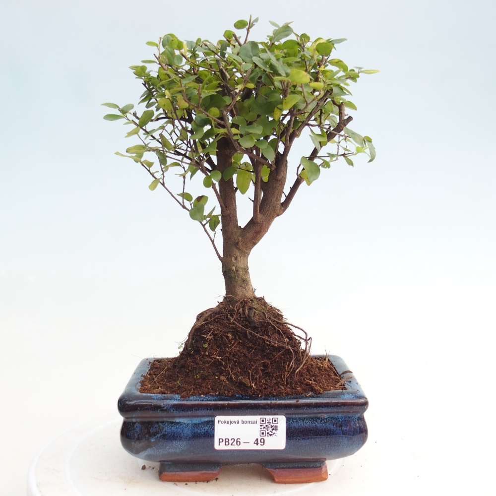 Pokojová bonsai - Sagerécie thea - Sagerécie thea