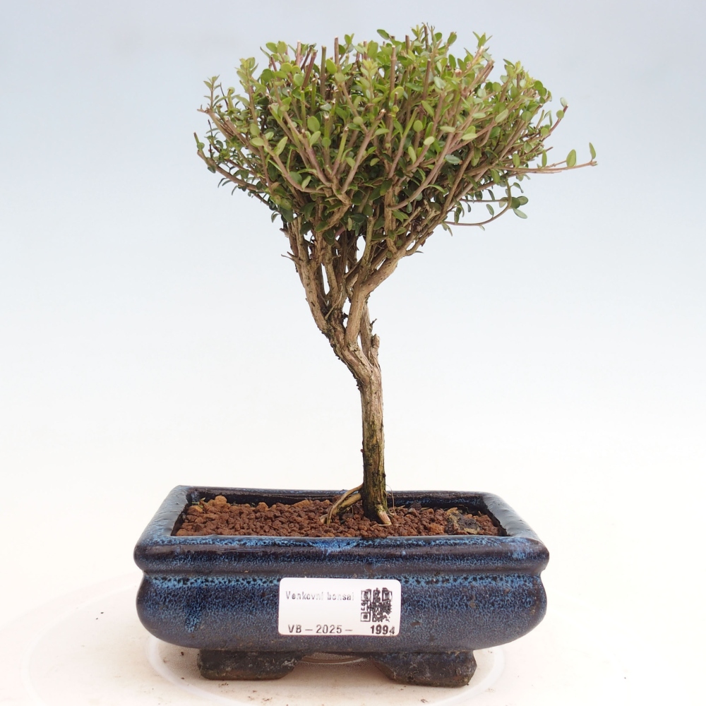 Venkovní bonsai-Lonicera nitida Twiggy -Zimolez