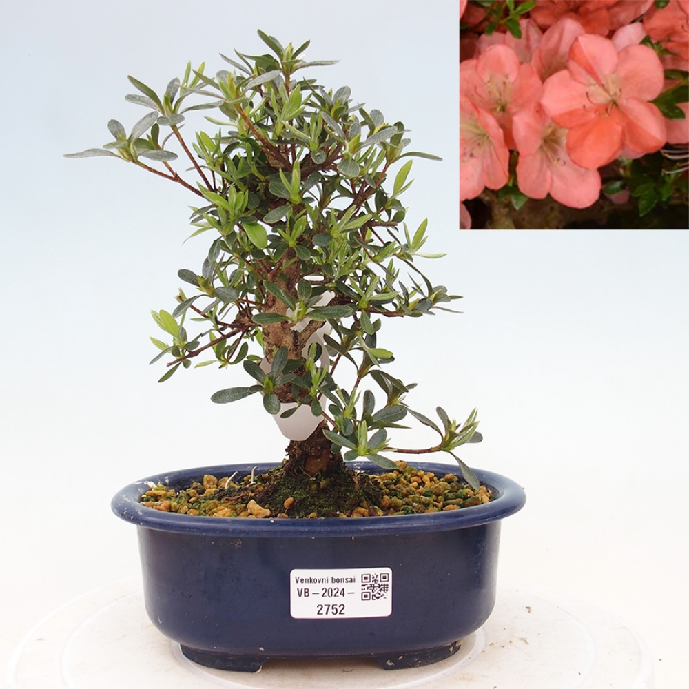 Venkovní bonsai - Japonská azalka - Azalea Asazakura