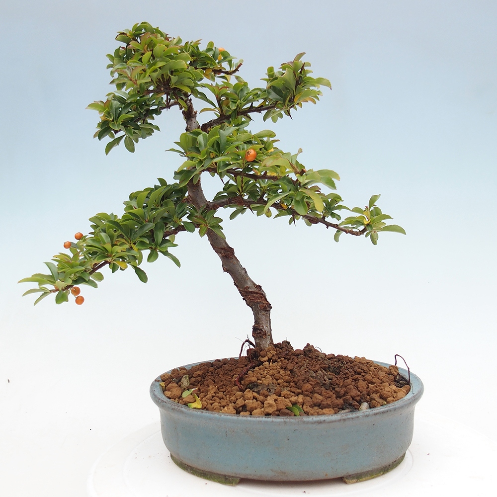 Venkovní bonsai-Pyracanta Teton -Hlohyně