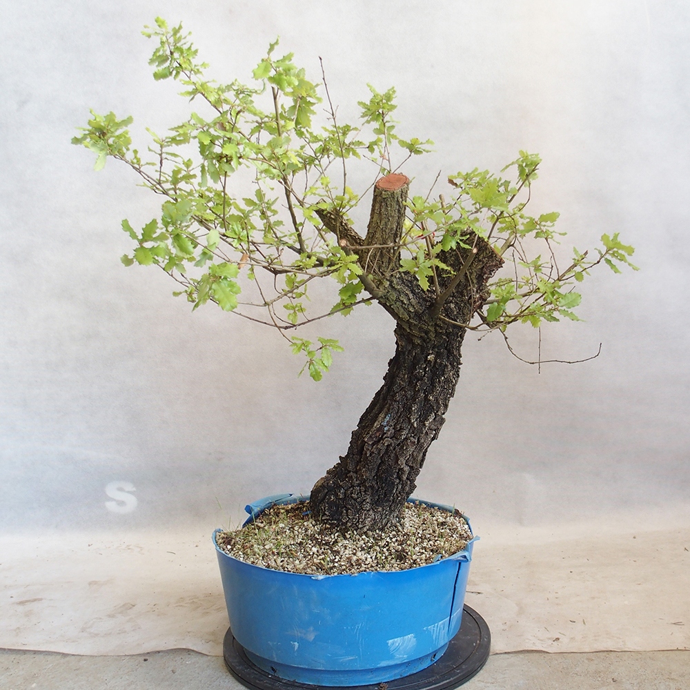 Venkovní bonsai Quercus Cerris - Dub Cer