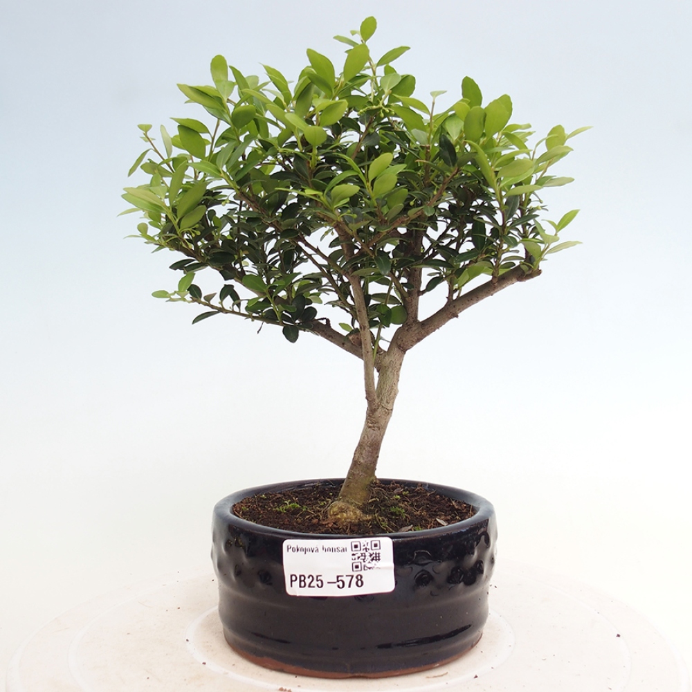 Pokojová bonsai - Ilex crenata - Cesmína