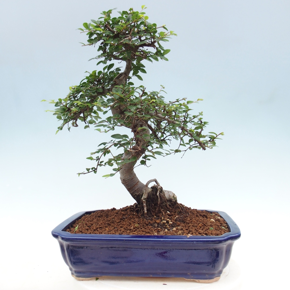 Pokojová bonsai - Ulmus parvifolia - Malolistý jilm