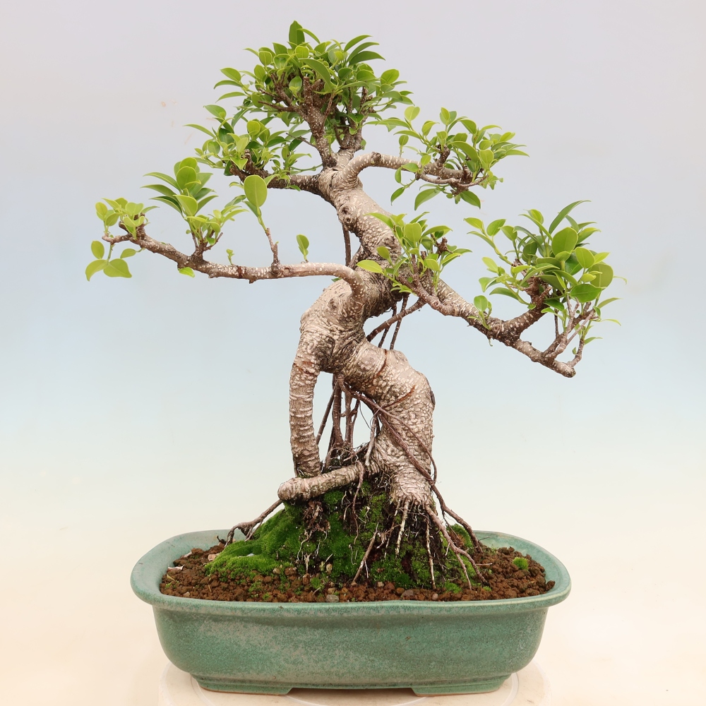 Pokojová bonsai - Ficus kimmen -  malolistý fíkus