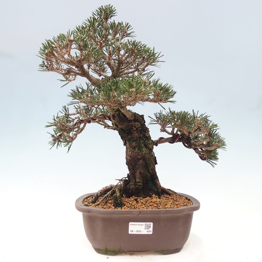 Venkovní bonsai - Pinus thunbergii Kotobuki - Borovice thunbergova