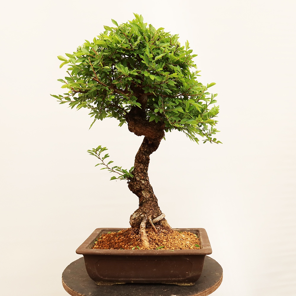 Venkovní bonsai - Zelkova - Zelkova NIRE