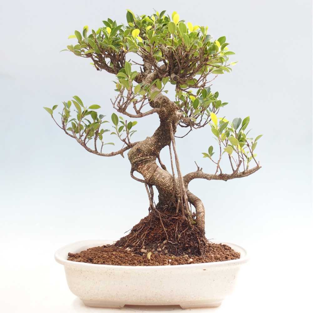 Pokojová bonsai - Ficus kimmen -  malolistý fíkus