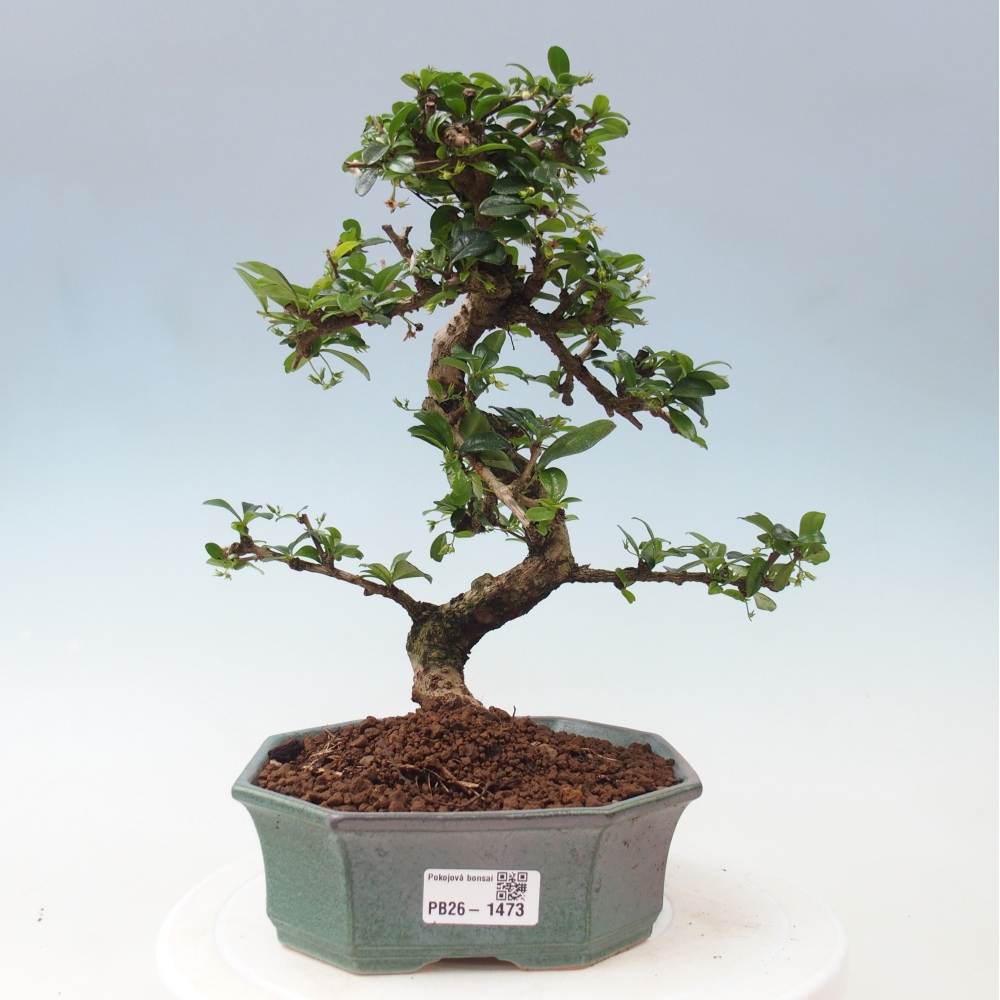 Pokojová bonsai - Carmona macrophylla - Čaj fuki