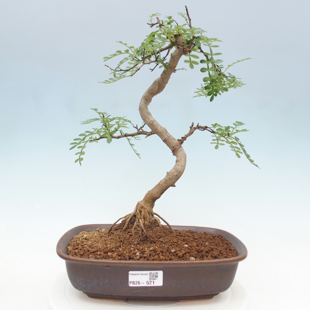 Pokojová bonsai - Zantoxylum piperitum - pepřovník
