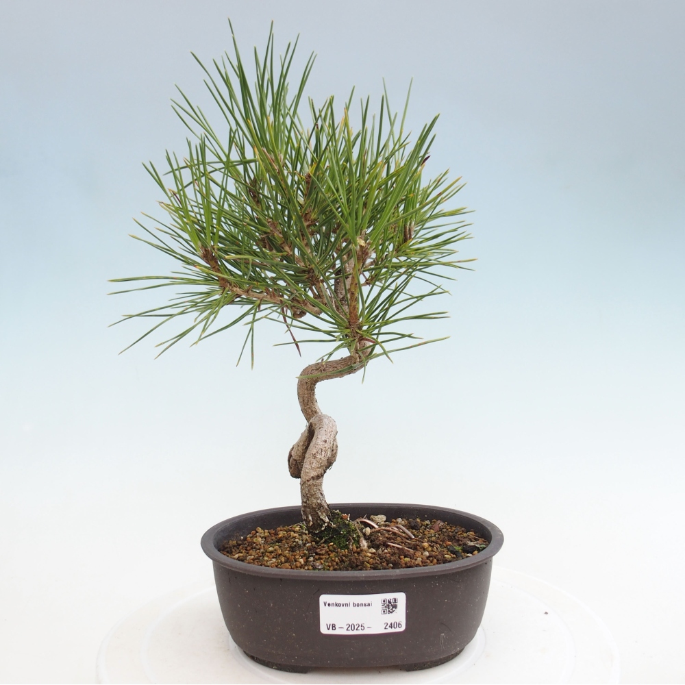 Venkovní bonsai - Pinus thunbergii - Borovice thunbergova