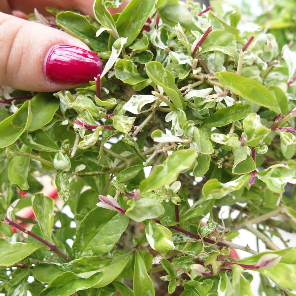 Venkovní bonsai - Ligustrum obtusifolium - Ptačí zob tupolistý