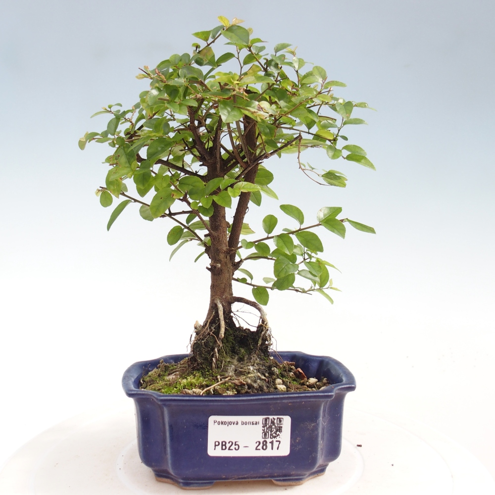 Pokojová bonsai - Sagerécie thea - Sagerécie thea