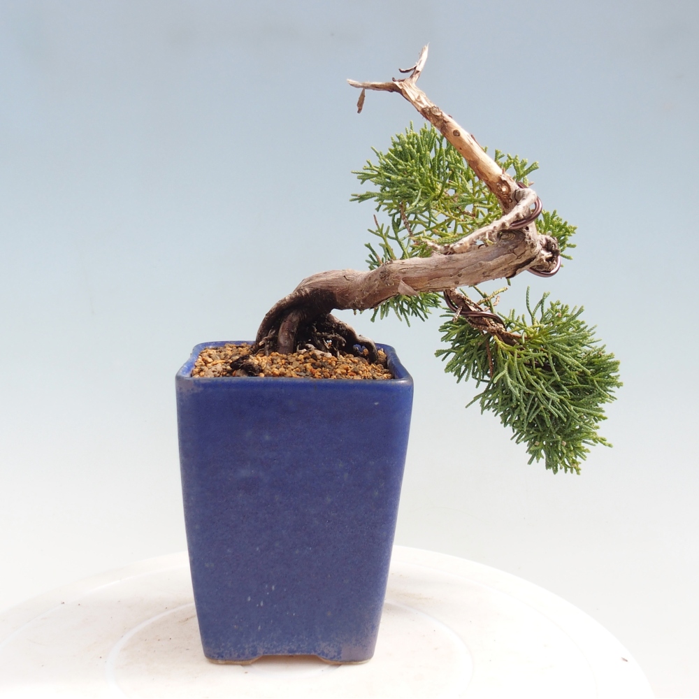 Venkovní bonsai - Juniperus chinensis Kishu -Jalovec čínský