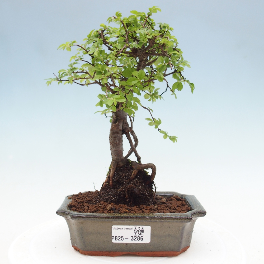 Pokojová bonsai - Ulmus parvifolia - Malolistý jilm