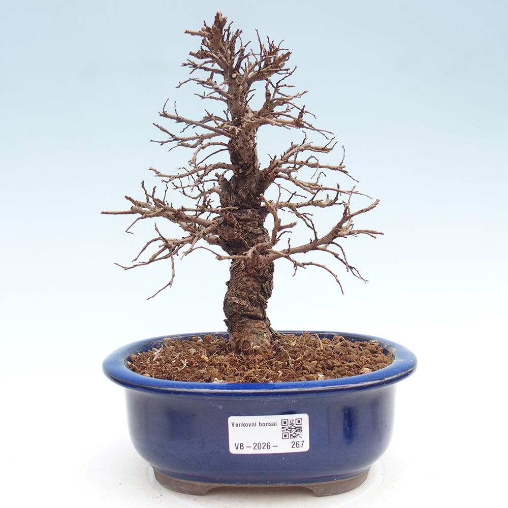 Venkovní bonsai - Zelkova - Zelkova NIRE