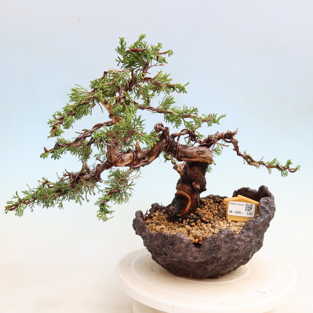 Venkovní bonsai - Juniperus chinensis Itoigawa-Jalovec čínský