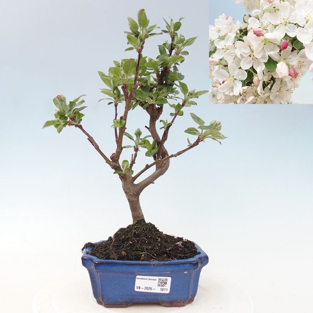 Venkovní bonsai -Malus halliana - Maloplodá jabloň
