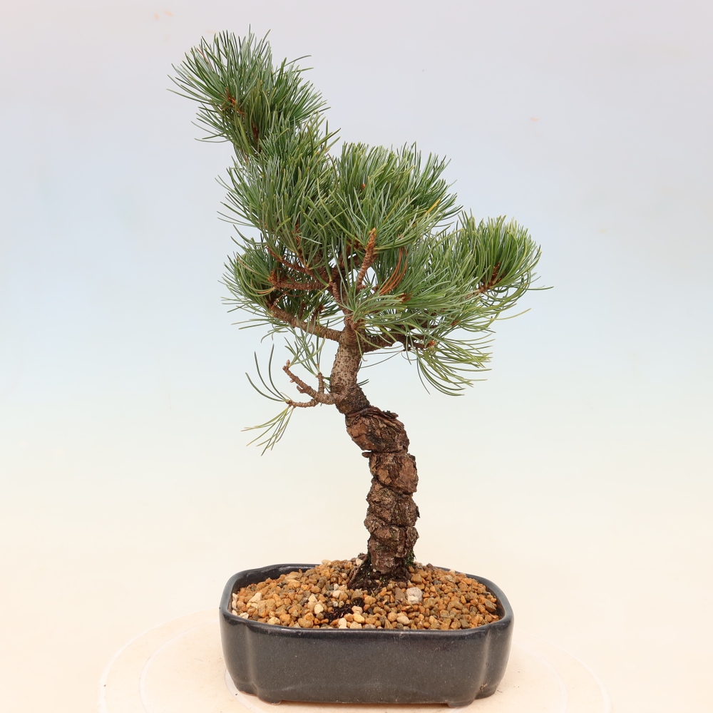Venkovní bonsai - Pinus parviflora - Borovice drobnokvětá