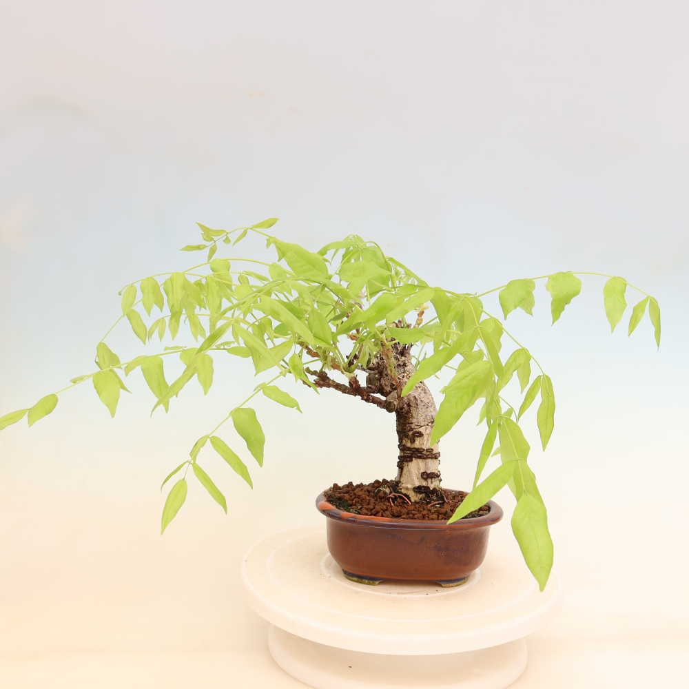 Venkovní bonsai - Vistarie květnatá - Wisteria floribunda
