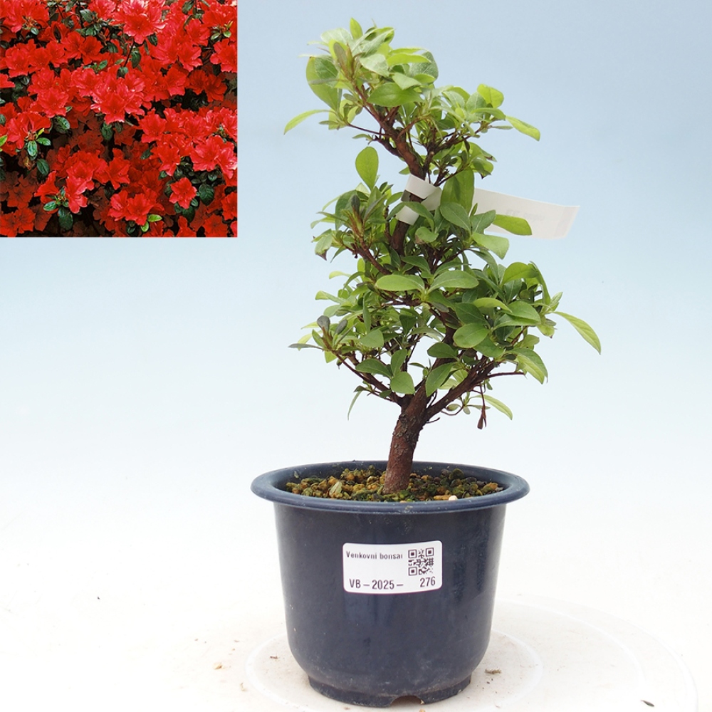 Venkovní bonsai - Japonská azalka - Azalea Benibeni